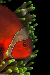tomato clownfish by Mathieu Foulquié 